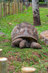 Fototapeta premium A large tortoise lying with legs and head tucked in, resting quietly on a grassy surface