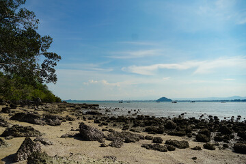 Oysters on the beach. growing oyster on a sand beach in Prachuap Khiri Khan, Thailand.