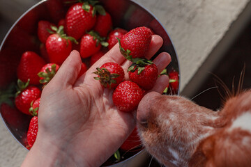 Detailed view of a dog’s snout close to strawberries in a hand. Fresh fruit, soft fur, and steel...