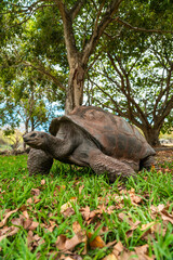 Fototapeta premium A giant tortoise moves across grass beneath a canopy of tropical trees