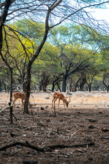 A group of impalas graze in a thick forest of slender, winding tree trunks