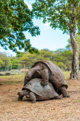Fototapeta premium Two giant tortoises mating under trees on dry ground in a natural habitat