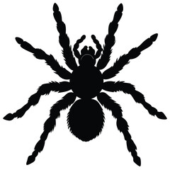 Tarantula Silhouette A Striking Vector Illustration