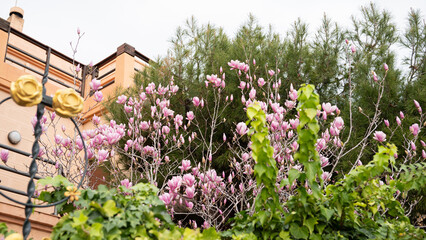 Blooming pink magnolias in lush urban garden near building