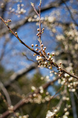 Spring blossom branch with buds against clear blue sky