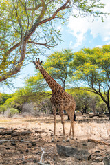 A full-body view of a giraffe in a dry forest clearing surrounded by trees under a partly cloudy sky