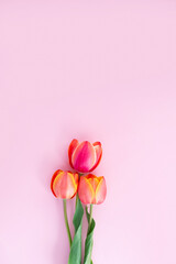 Vibrant pink and orange tulips on soft pink background