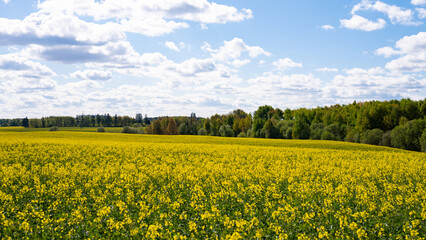 Vast yellow canola field under blue sky with scattered clouds and green forest horizon
