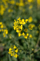 Close-up of bright yellow wildflowers in full bloom in a lush green field