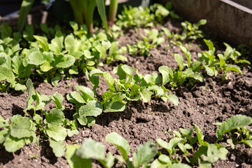 Young radish seedlings growing in sunlit garden soil