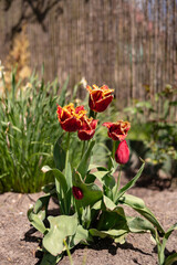 Fringed red tulips blooming in spring garden under sunlight