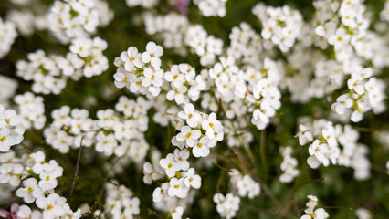 Blooming white alyssum flowers on lush green background