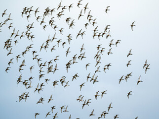 Barge à queue noire,.Limosa limosa, Black tailed Godwit