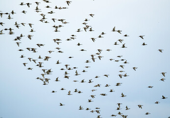 Barge à queue noire,.Limosa limosa, Black tailed Godwit
