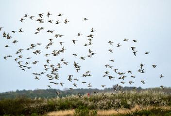 Barge à queue noire,.Limosa limosa, Black tailed Godwit