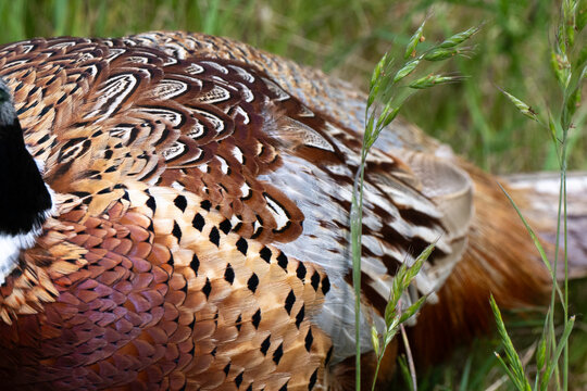 Faisan de Colchide,.Phasianus colchicus, Common Pheasant
