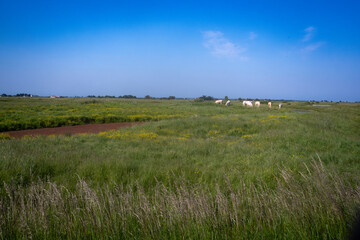 Obraz premium marais; region Pays de Loire; marais Breton Vendéen; 85, Vendée, Loire Atlantique, France