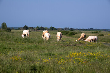 Vache Maraichine, marais; region Pays de Loire; marais Breton Vendéen; 85, Vendée, Loire...