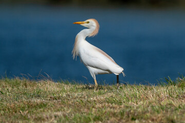 Héron garde boeufs,.Bubulcus ibis, Western Cattle Egret