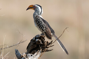 Obraz premium Calao à bec jaune,.Tockus flavirostris, Eastern Yellow billed Hornbill, Parc national Kruger, Afrique du Sud