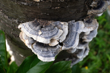 Tramète versicolore, Trametes versicolor, champignon
