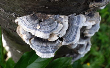 Tramète versicolore, Trametes versicolor, champignon