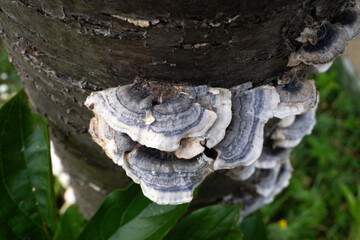 Tramète versicolore, Trametes versicolor, champignon