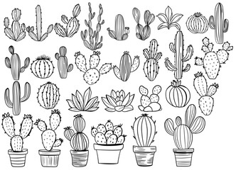 vector illustration of cactus
