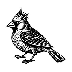 A vintage illustration showing northern cardinal bird
