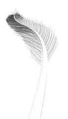 A feathery with a long stem. The feathery is black and white