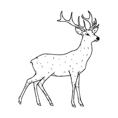 Deer line Art Drawing on an isolated white background
