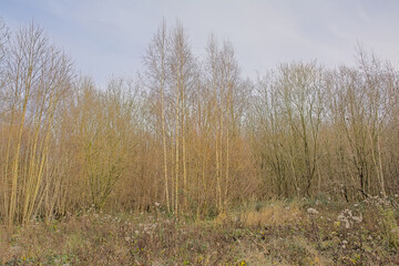 Plantation with bare winter trees in Raspaillebos forest, Geraardsbergen, Flanders, Belgium 
