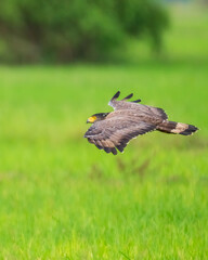 Flying eagle 