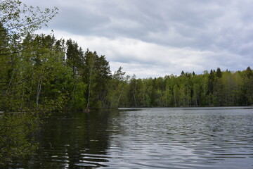 Vivid nature, lake Hannusjrvi is located in the Hyljelahti area of Espoo city, Finland. Sandy shore of the lake, green forest with tall firs, spruces, bushes, old wooden logs, stumps, green grass.