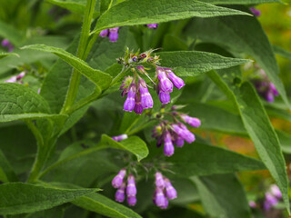 Fototapeta premium Symphytum officinale or True Comfrey, purplish pink tubular bell-shaped flowers, close up. Common Comfrey or slippery-root is a perennial herb, flowering plant in the family Boraginaceae.