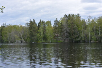Vivid nature, lake Hannusjrvi is located in the Hyljelahti area of Espoo city, Finland. Sandy shore of the lake, green forest with tall firs, spruces, bushes, old wooden logs, stumps, green grass.