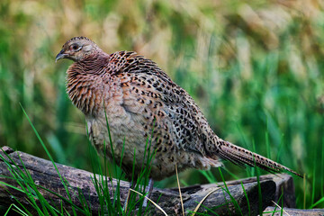 pheasant in a field