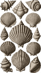 Set of hand-drawn seashells and marine elements in a neutral monochrome style. Ideal for beach themes, ocean decor, or summer coastal projects.