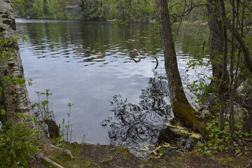 Vivid nature, lake Hannusjrvi is located in the Hyljelahti area of Espoo city, Finland. Sandy shore of the lake, green forest with tall firs, spruces, bushes, old wooden logs, stumps, green grass.