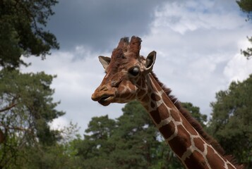Close-up of a giraffe in a forested setting, showing its distinctive brown spots and long neck. Natural light, this majestic African mammal, wildlife, nature, and safari themes. outdoor environment. 
