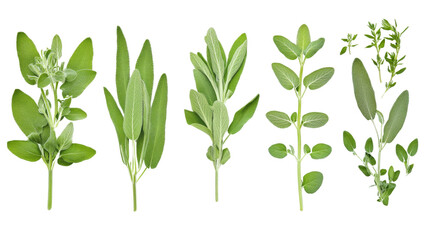 Obraz premium Collection of Sage Herbs, Isolated on Transparent Background, Culinary Herbs, Botanical Illustration, Sage, Herbs, Greens