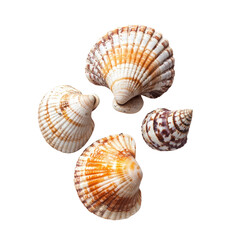 Obraz premium Four seashells, varying in shape and color, displayed against a black background