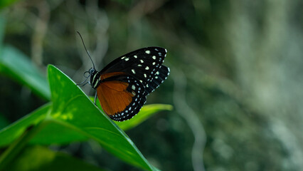 beautiful butterfly in tropical garden