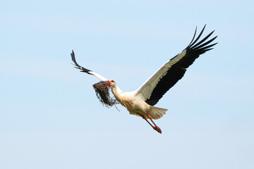 Obraz premium Cigogne blanche, .Ciconia ciconia, White Stork,