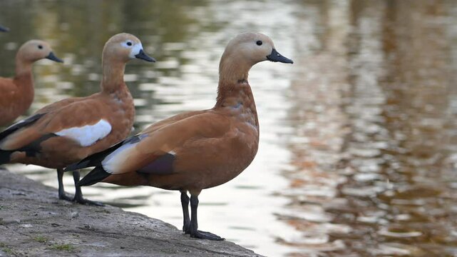 Ruddy shelducks gathering near water surface, showcasing distinctive orange brown plumage and calm demeanor within natural habitat