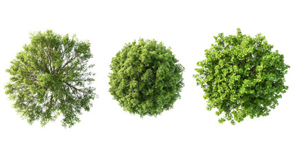 Fototapeta premium Three Green Trees Top View, Isolated on Transparent Background, Nature, Foliage, Aerial View, Trees, Nature, Environment