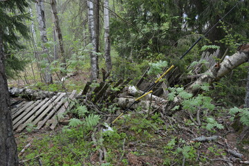 Bright old forest is located near a lake Hyljelahti area of Espoo city, Finland. Tall old fir trees, spruces, bushes, old wooden logs, stumps, green grass and plants.