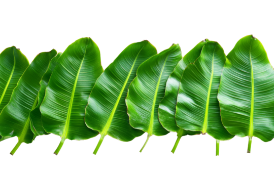 Tropical Green Banana Leaves Row, Isolated on Transparent Background, Botanical Illustration, Nature, Foliage, Banana leaf, tropical leaf, plant