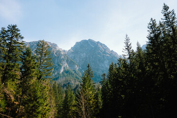 Stunning view of majestic mountain range with rugged peaks rising above lush green pine forest, creating breathtaking natural landscape. Mountain range against vibrant green wilderness backdrop