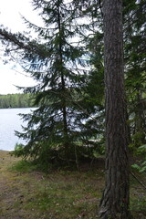 Vivid nature, lake Hannusjrvi is located in the Hyljelahti area of Espoo city, Finland. Sandy shore of the lake, green forest with tall firs, spruces, bushes, old wooden logs, stumps, green grass.